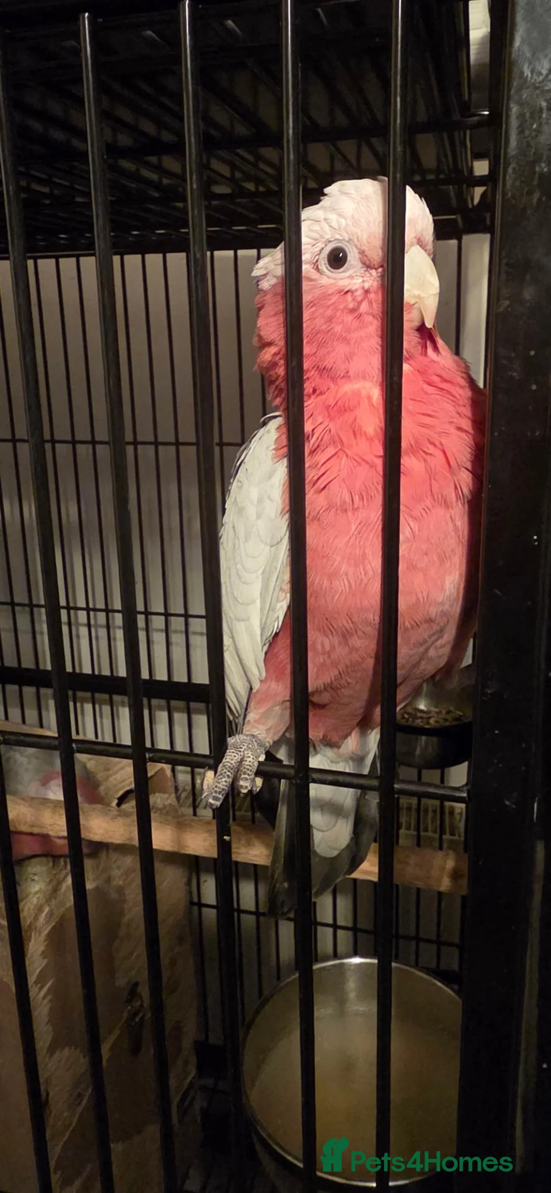 Cockatoo birds for sale: Galah Cockatoos - Potential Future Breeding Pair - Advert 5