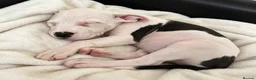 Staffordshire Bull Terrier dogs for sale: Female staffy for sale  - Advert 5
