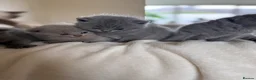 British Shorthair cats for sale: 4 British shorthair kittens  - Advert 9