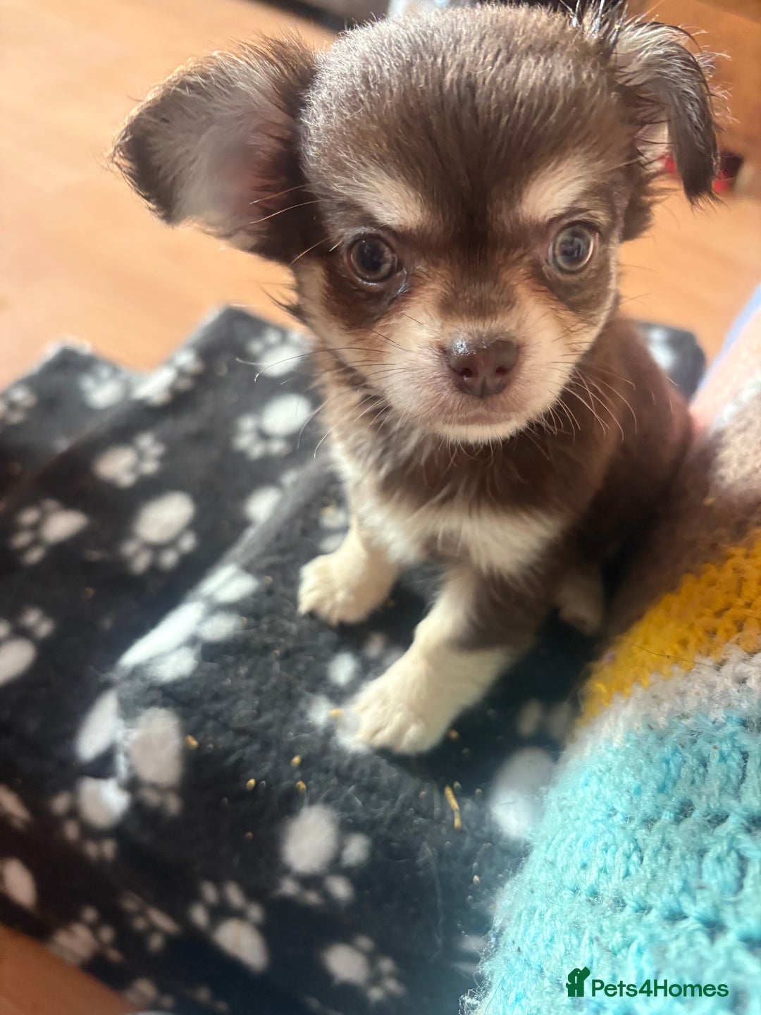 Chihuahua dogs for sale: Kc beautiful chihuahua boys  - Image 2
