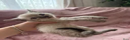 Bengal cats for sale: Bengal cross Russian blue - Advert 5