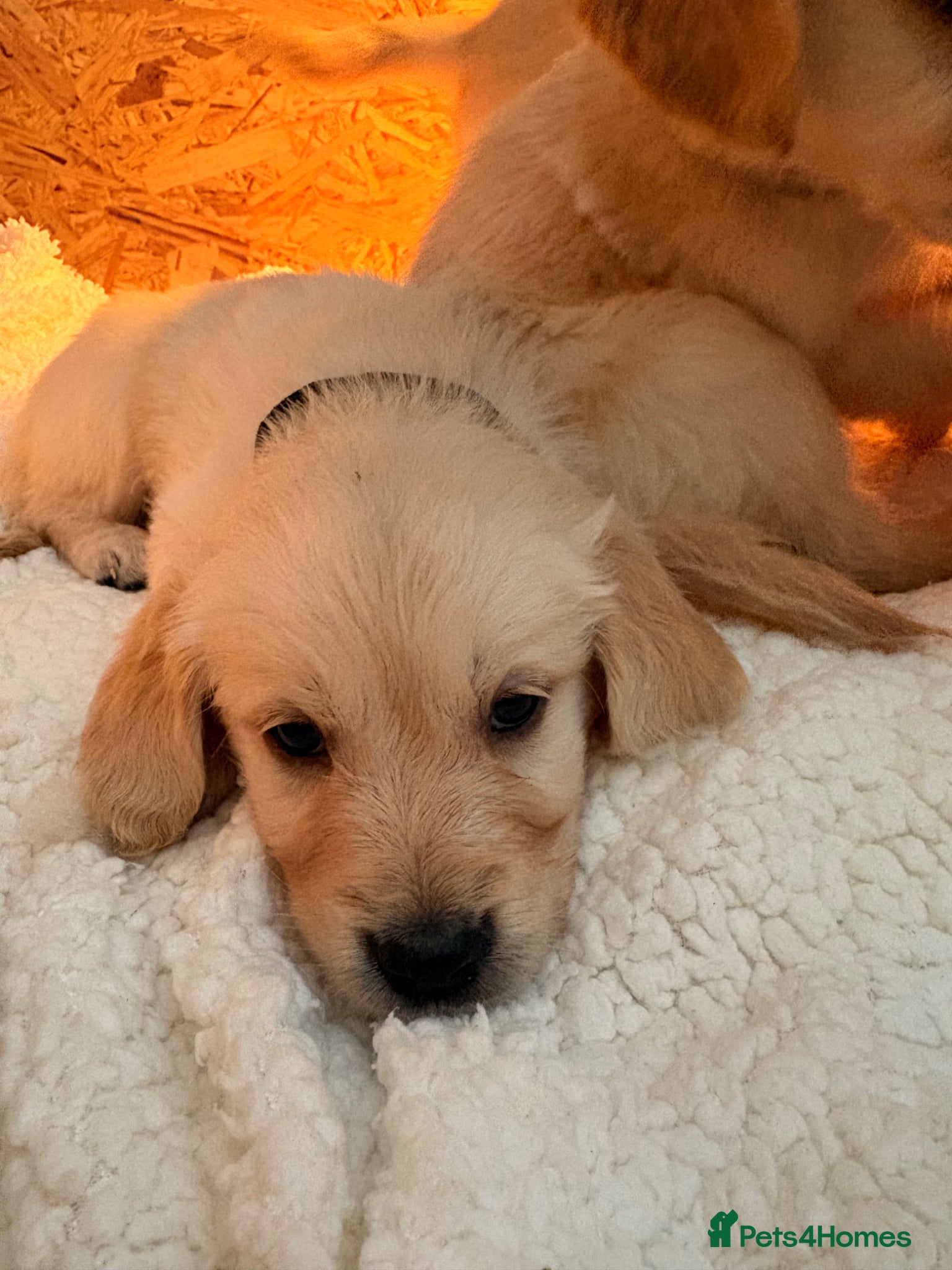 Golden Retriever dogs for sale: Beautiful golden retriever puppy last girl left 🩷 - Advert 6