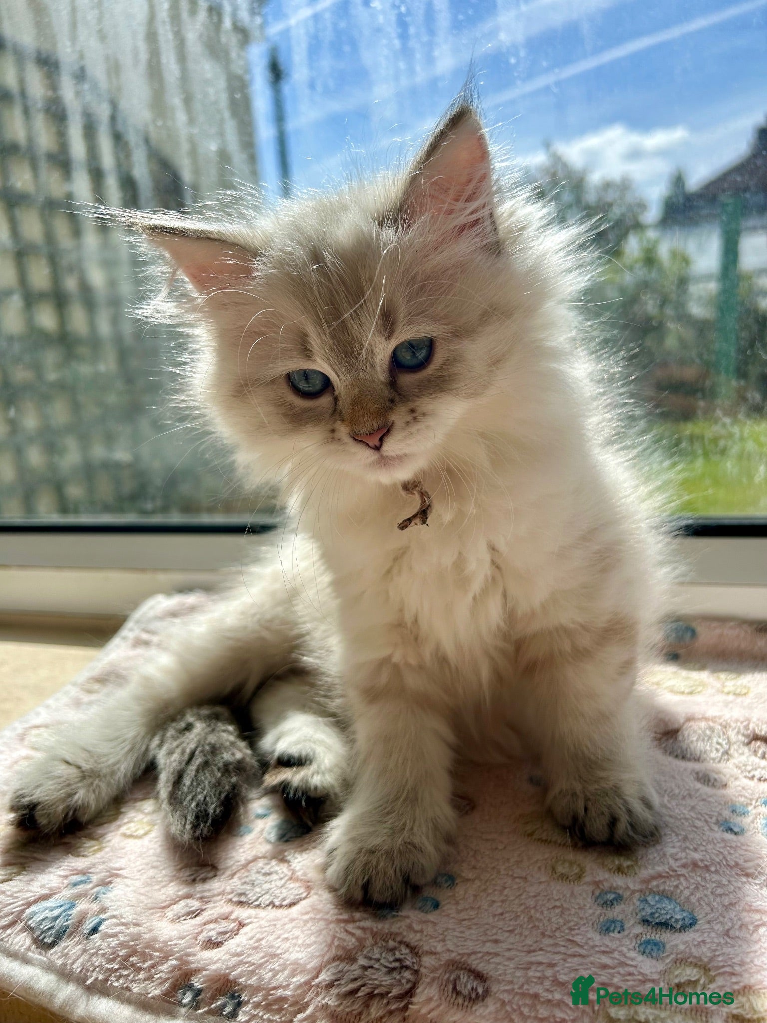 Siberian cats Beautiful TICA Registered Siberian Kittens  - Advert 7
