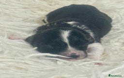 Cavapoo dogs for sale: F1 toy cavapoo extensively health tested  - Image 10