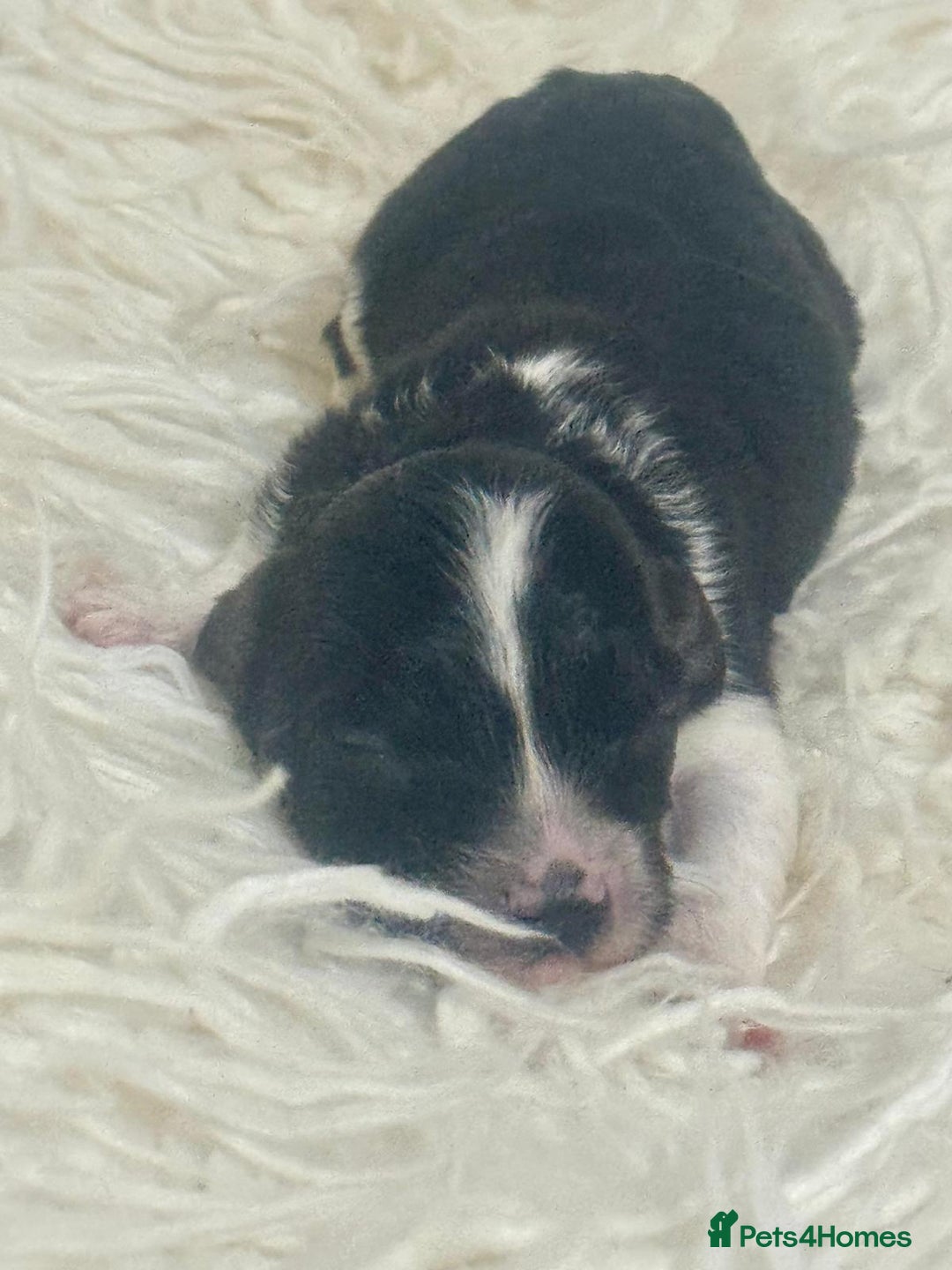 Cavapoo dogs for sale: F1 toy cavapoo extensively health tested  - Image 10