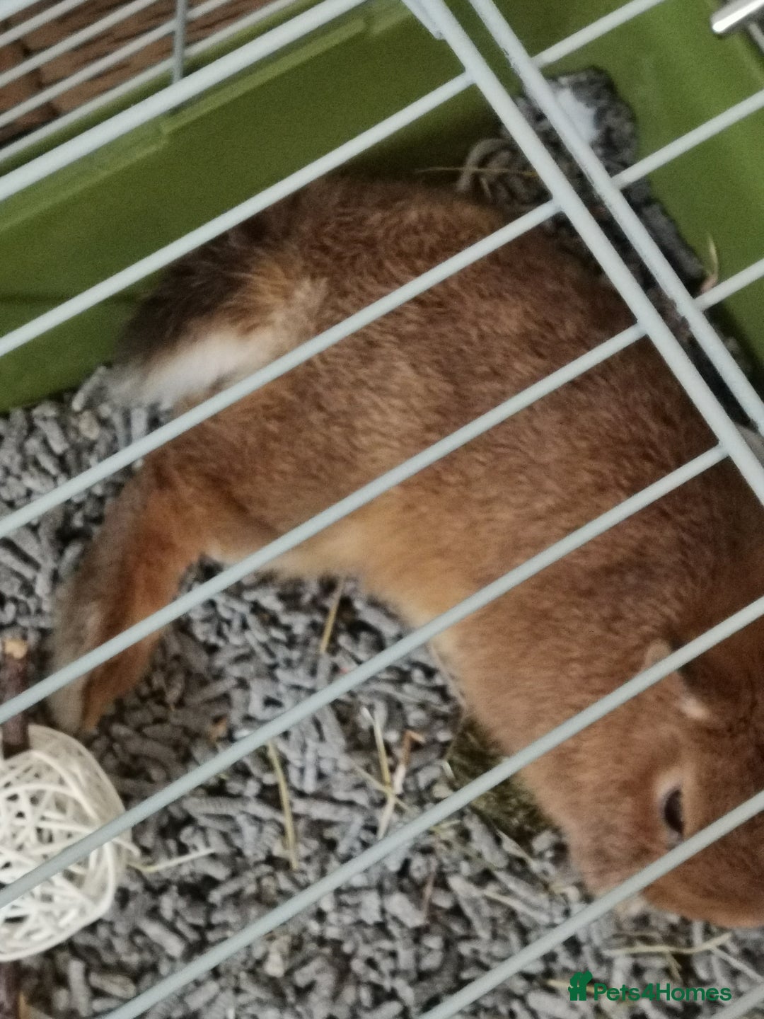 Netherland Dwarf rabbits for sale: Unique, Rare Red Fox Rabbit for sale - Advert 12