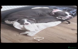 Staffordshire Bull Terrier dogs for sale: Staffy  - Image 2