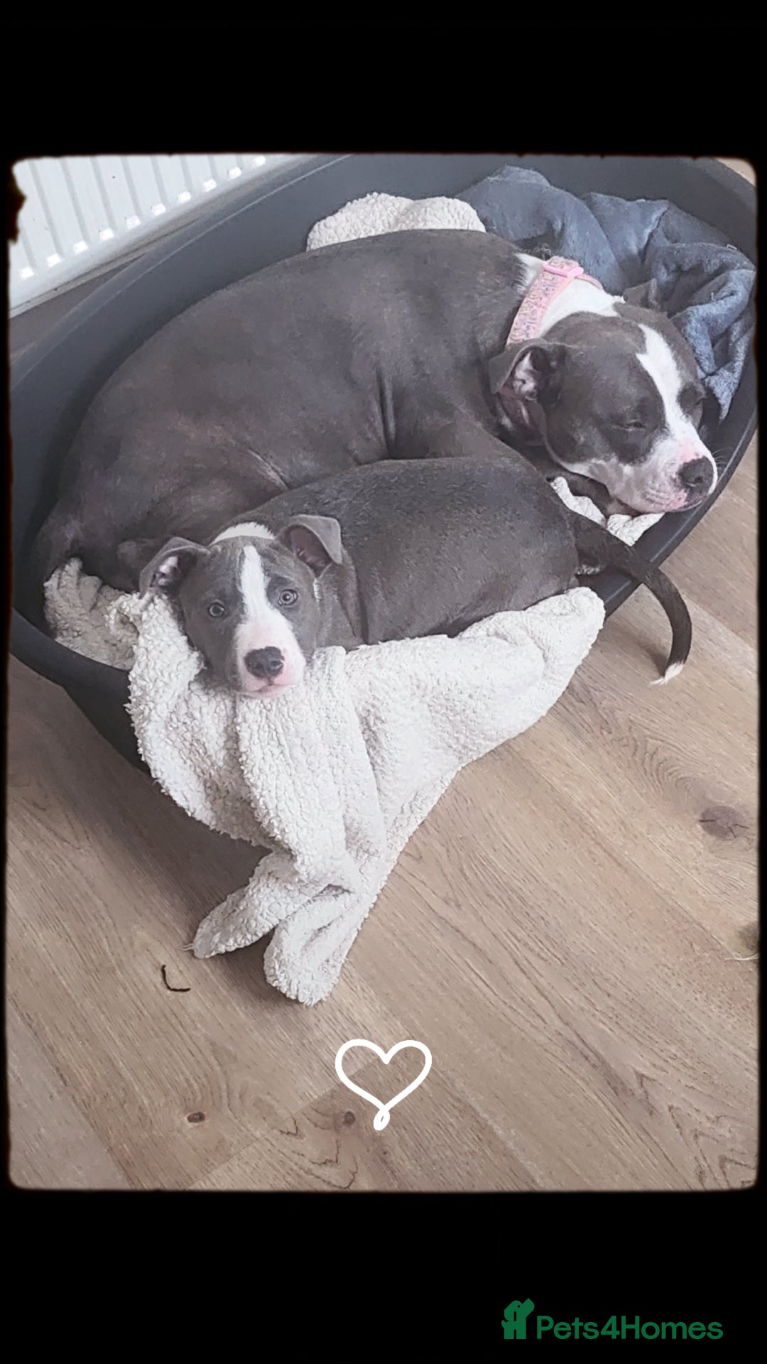 Staffordshire Bull Terrier dogs for sale: Staffy  - Image 2