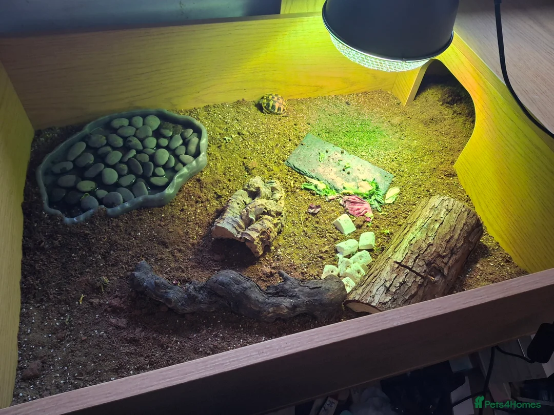 Hermann Tortoise reptiles for sale: Juvenile hermanns tortoise and full set up in Bo'ness - Advert 2