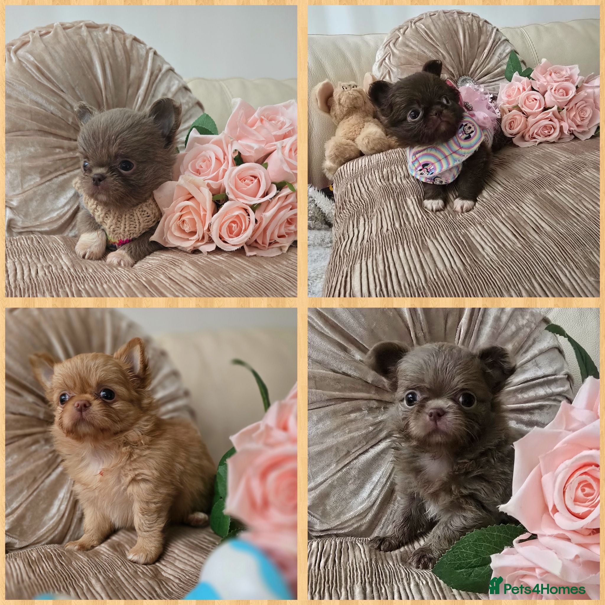 Chihuahua dogs Xx stunning kc chihuahua longcoat puppies Xx - Advert 1
