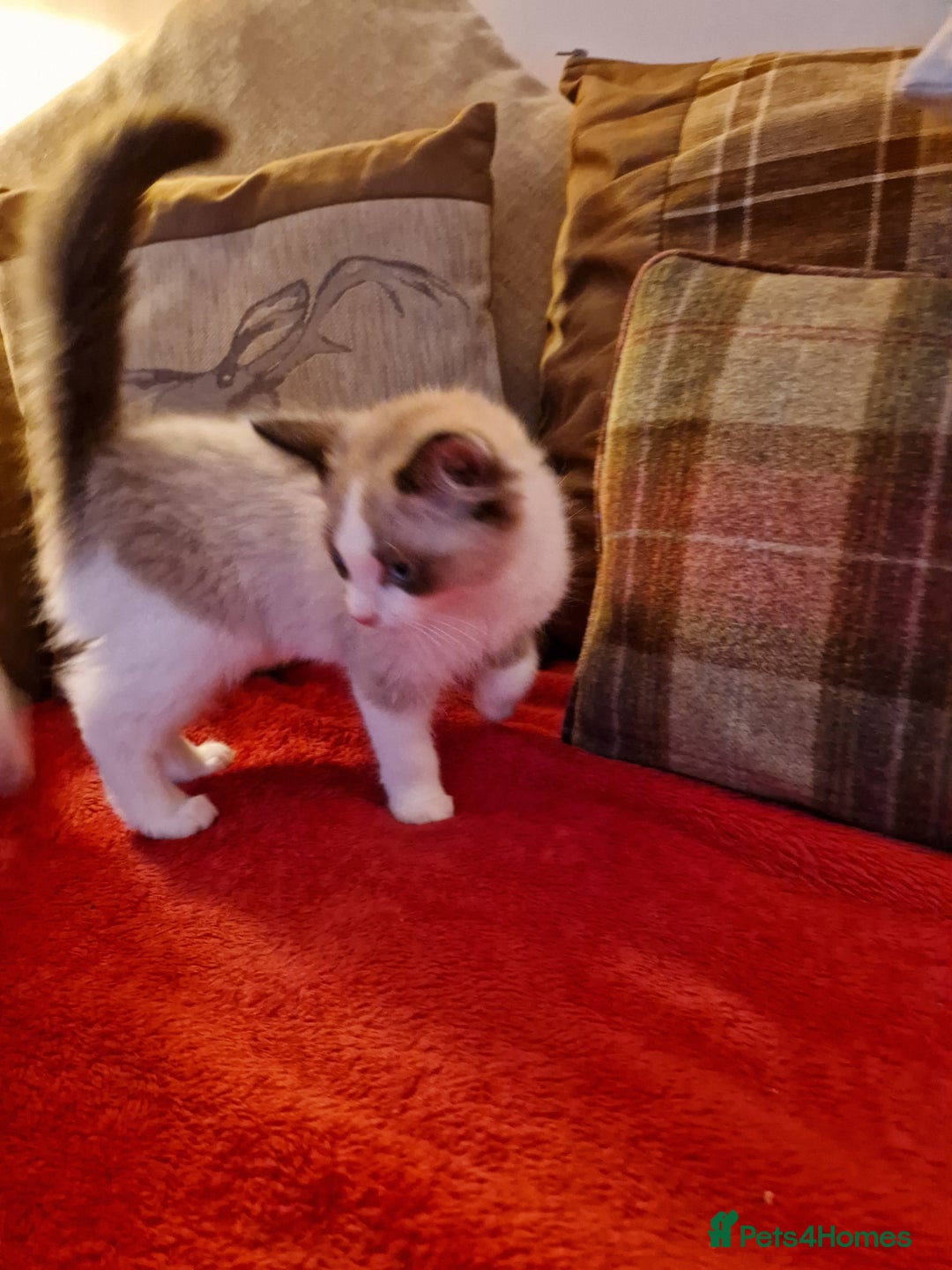 Ragdoll cats for sale: Ragdoll Cross - Advert 7