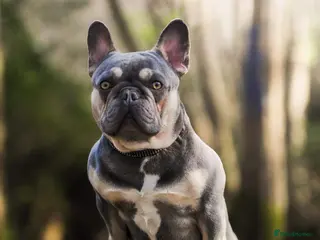 French Bulldog dogs Five beautiful girls - Advert 1