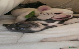 French Bulldog dogs for sale: Georgous french bulldogs for sale  - Image 5