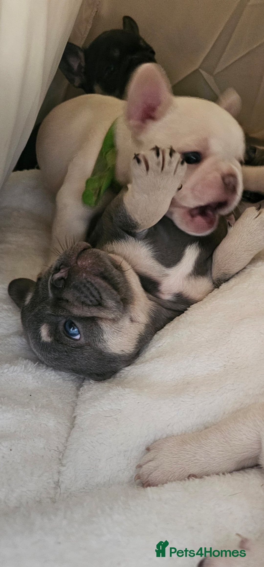 French Bulldog dogs for sale: Georgous french bulldogs for sale  - Image 5