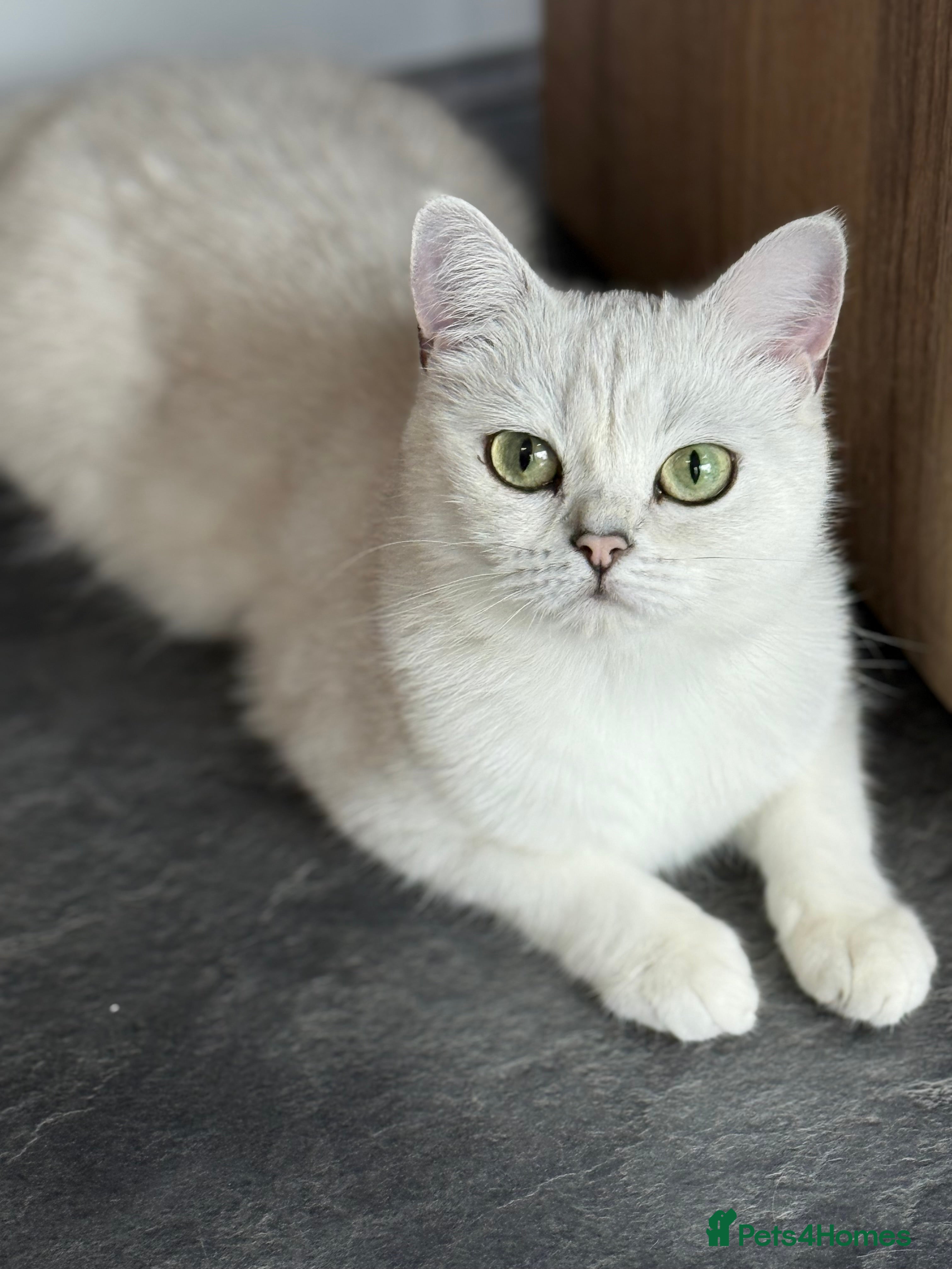 British Shorthair cats BSH British Shorthair black tipped(silver shaded) in Downham Market - Advert 1