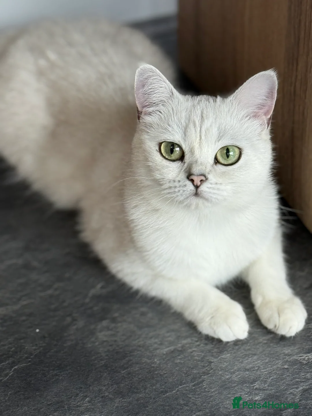 British Shorthair cats for sale: BSH British Shorthair black tipped(silver shaded) - Advert 9