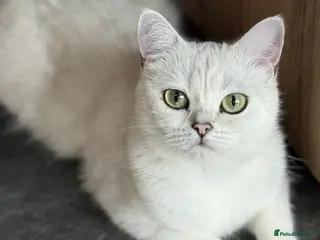 British Shorthair cats BSH British Shorthair black tipped(silver shaded) in Downham Market - Advert 1