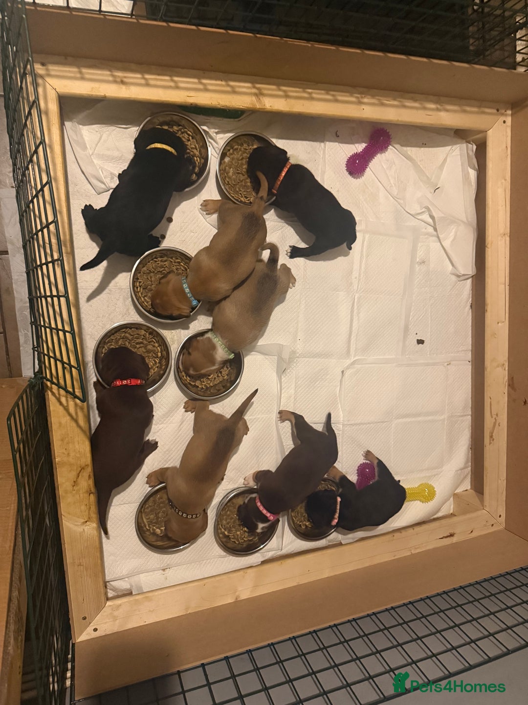 Mixed Breed dogs for sale: Mixed Breed puppies  - Advert 11