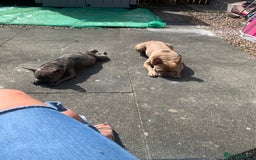 French Bulldog dogs for sale: 5 French bull dogs puppies  - Image 11