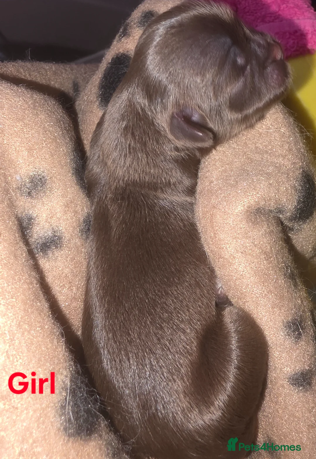 Shih Tzu dogs for sale: Imperial Chocolate Shih Tzu puppies in Glasgow - Advert 6
