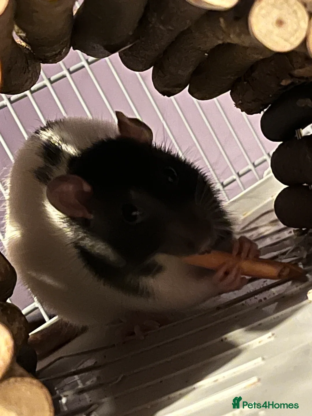 Rat rodents for sale: Rats for rehoming - Advert 3