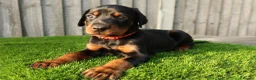 Dobermann dogs for sale: Quality European Dobermann Puppies - 2 Remaining - Advert 30