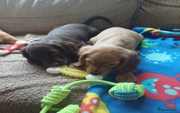 Cocker Spaniel dogs for sale: *Ready now*Stunning working cocker spaniel puppies - Image 8