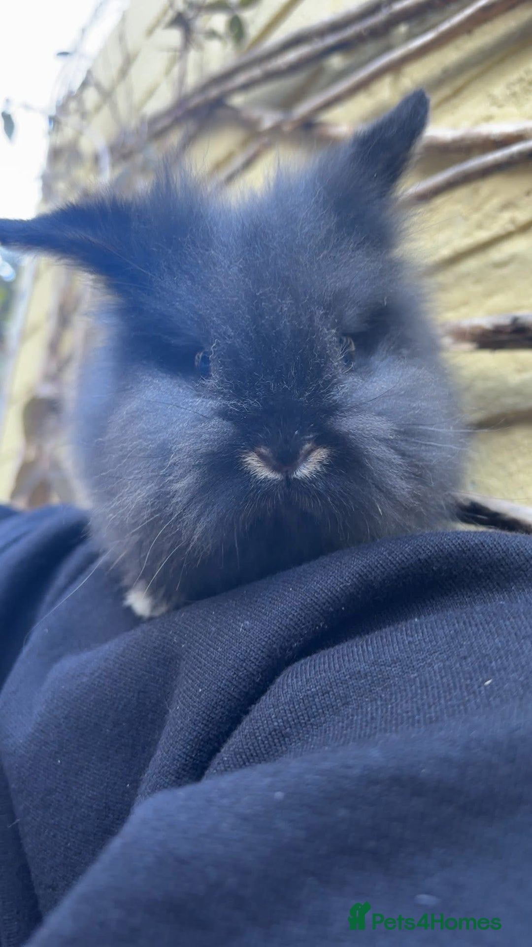 Lionhead rabbits for sale: 2 lionhead females - Image 2