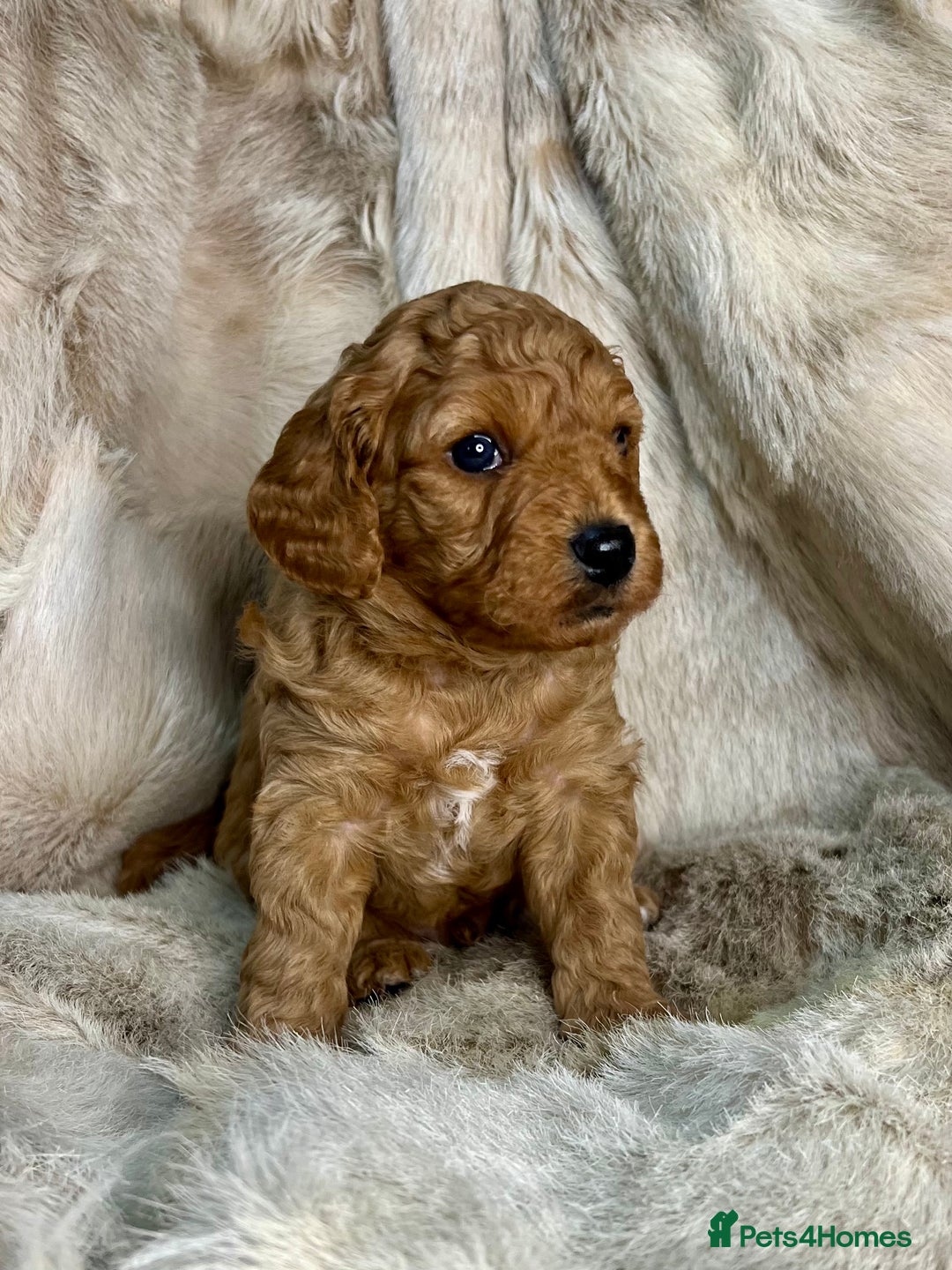 Cavapoochon dogs for sale: 5 ⭐️ LICENSED BREEDER HEALTH TESTED CAVAPOOCHONS - Advert 27
