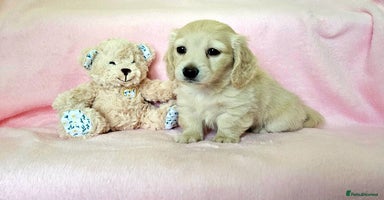 Miniature Dachshund dogs - Advert 2