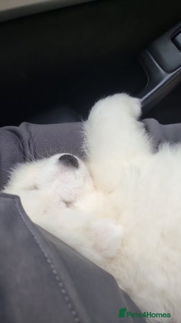 Samoyed dogs - Advert 1