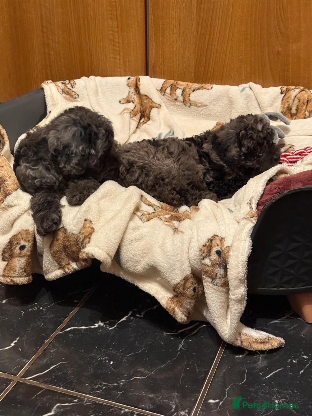 Cavapoo dogs for sale: 5 pups for sale - Advert 11