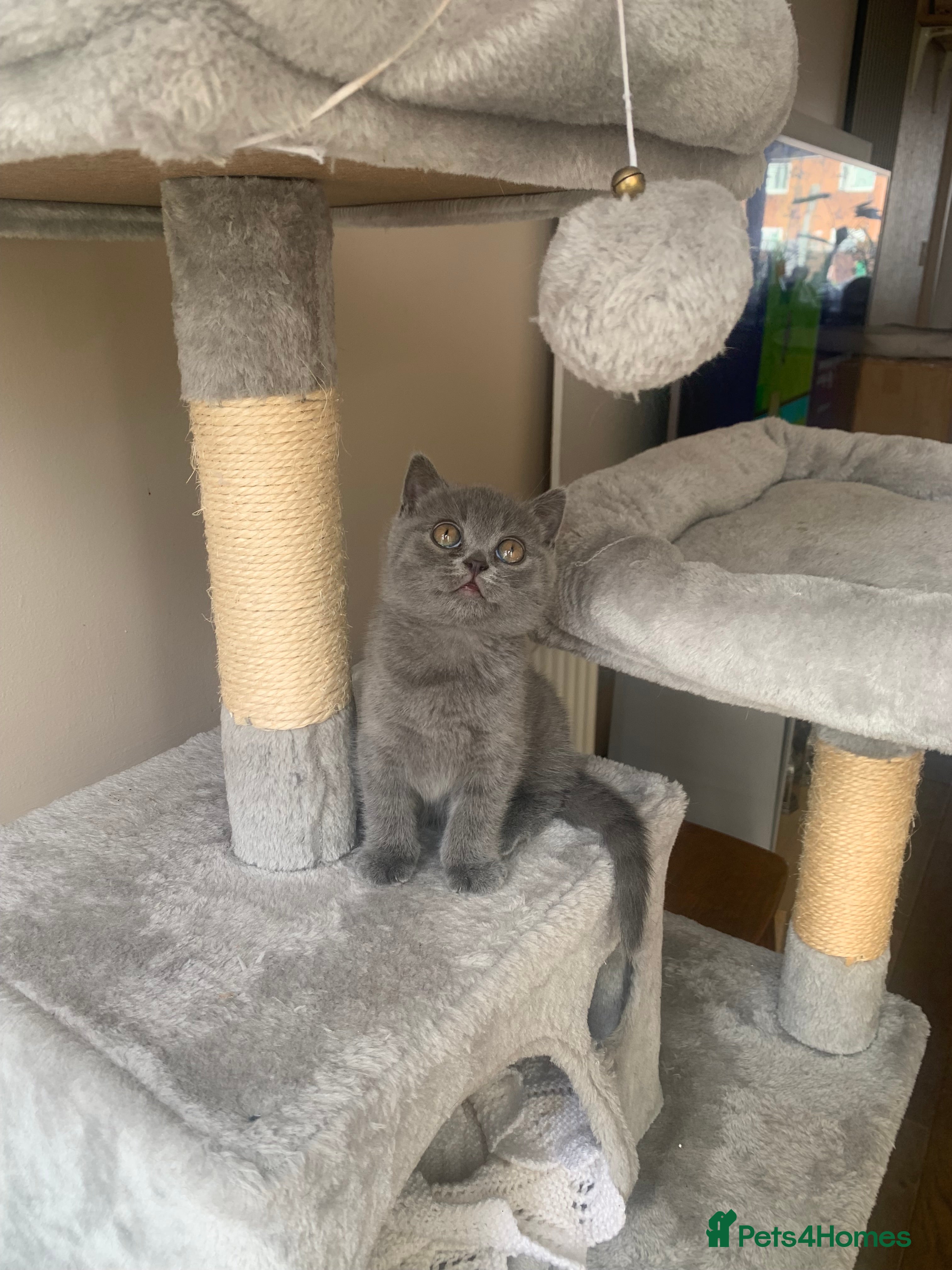 British Shorthair cats British shorthair  - Advert 1