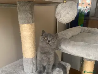 British Shorthair cats British shorthair - Advert 1