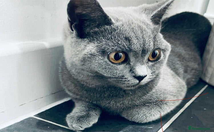 British Shorthair cats - Advert 6