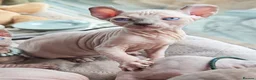 Dwelf cats for sale: Dwelf and Elf kittens for the best homes.  - Advert 22