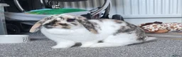 Mini Lop rabbits for sale: Mini lop in Houghton le Spring - Advert 2