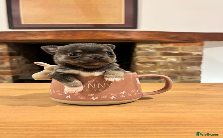 Chihuahua dogs - Advert 1