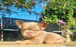 French Bulldog dogs for sale: Beautiful French bulldogs - Image 19