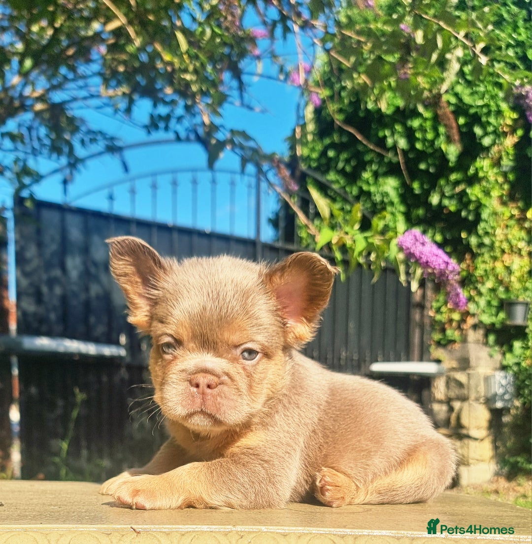 French Bulldog dogs for sale: Beautiful French bulldogs - Image 19