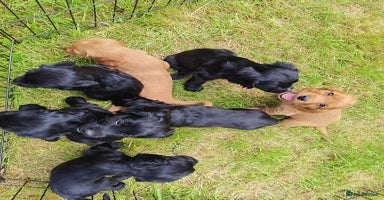 Cocker Spaniel dogs - Advert 2