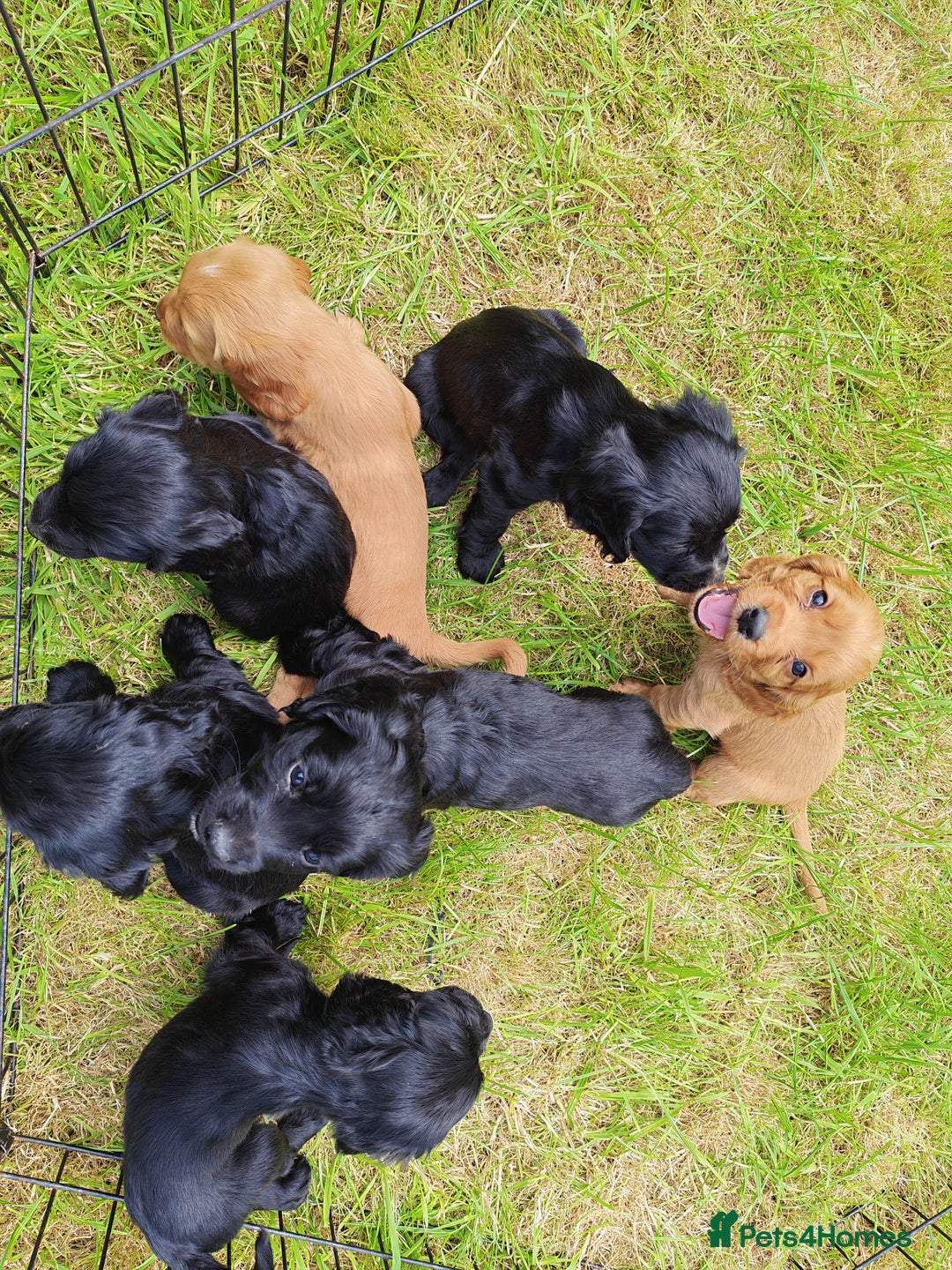 Cocker Spaniel dogs for sale: Cocker spaniel puppies  - Image 2