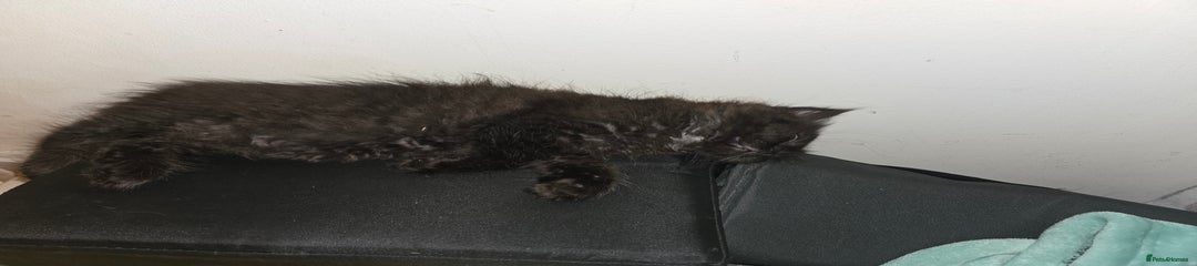 Perdoll Kitten 3