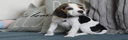 Beagle dogs for sale: Beautiful beagle puppies  - Advert 24