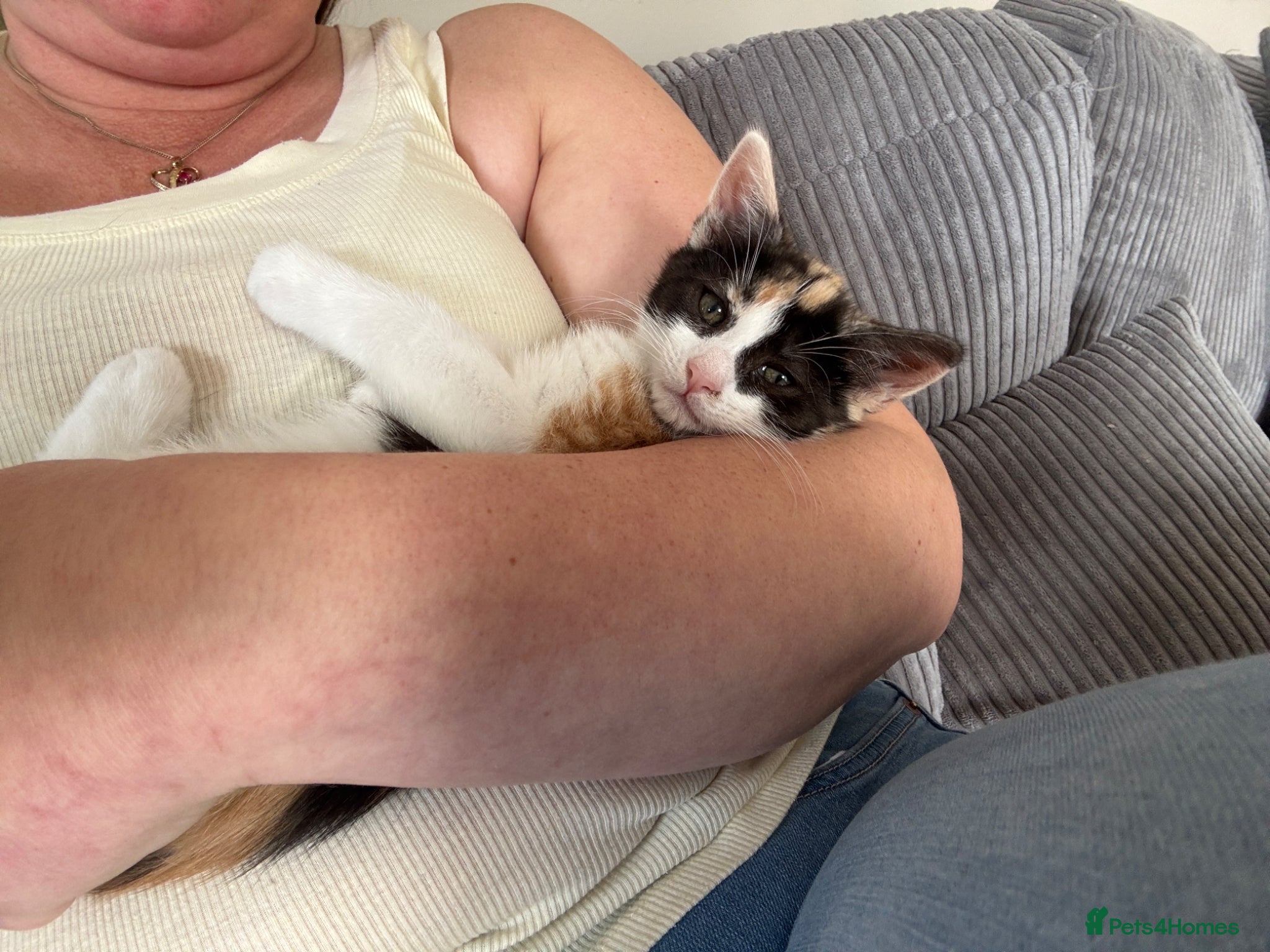 Mixed Breed cats for sale: Last 1 Stunning calico looking for forever home - Advert 4