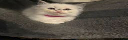 Ragdoll cats for sale: Beautiful girl Ragdolls  - Advert 1
