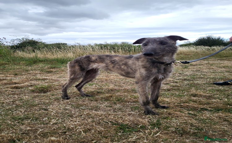Lurcher dogs - Advert 1