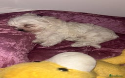 Maltese dogs for sale: 1 puppy back up for sale because of time wasting  - Image 18