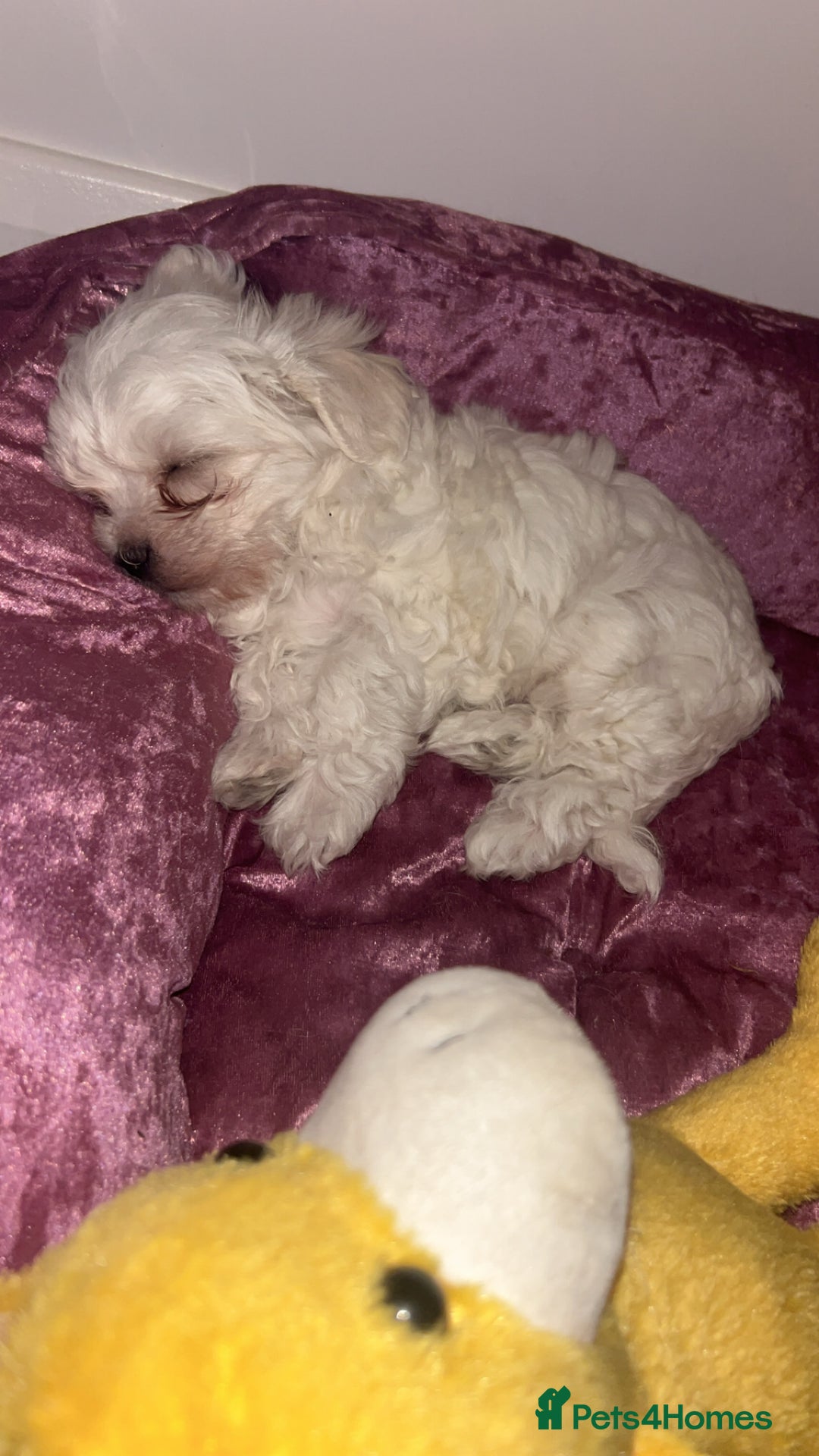 Maltese dogs for sale: 1 puppy back up for sale because of time wasting  - Image 18