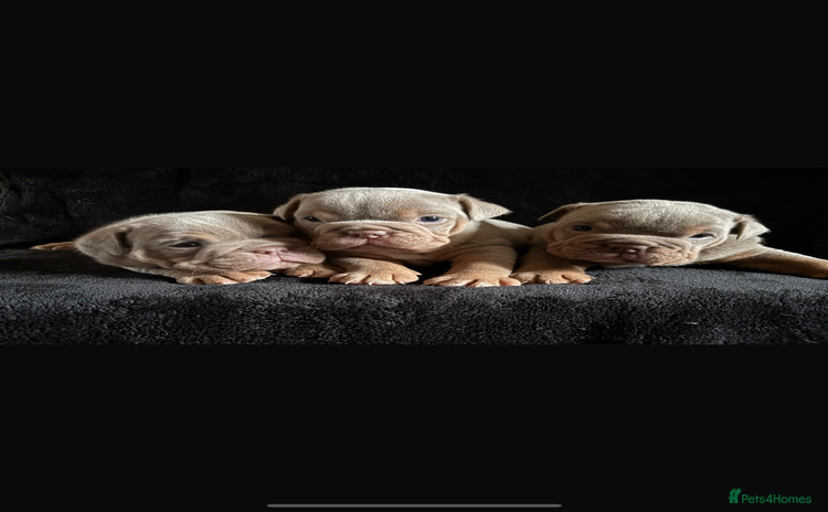 English Bulldog dogs - Advert 1